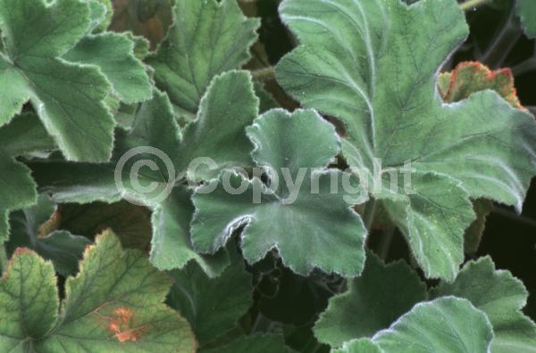 White blooms; Pink blooms