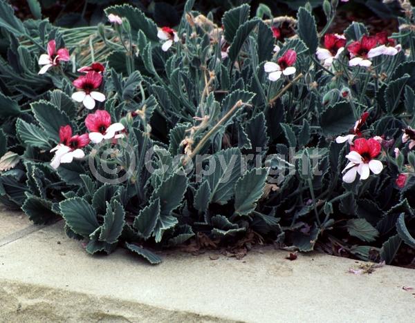 Red blooms; White blooms