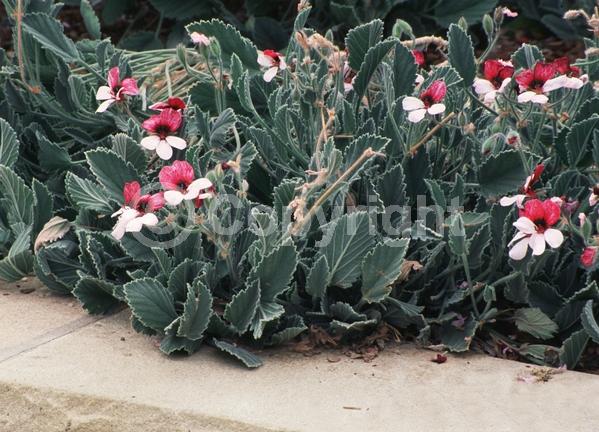 Red blooms; White blooms