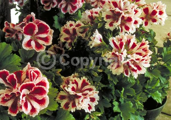 Red blooms; White blooms