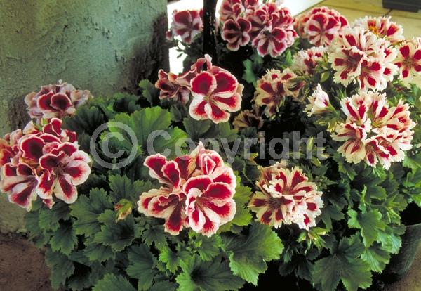 Red blooms; White blooms