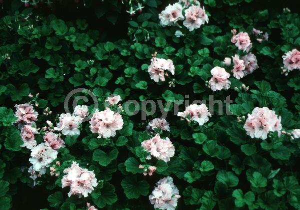 Pink blooms; Evergreen
