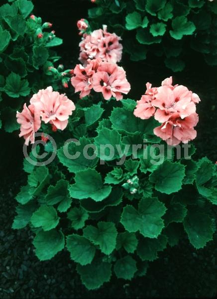 Pink blooms; Evergreen