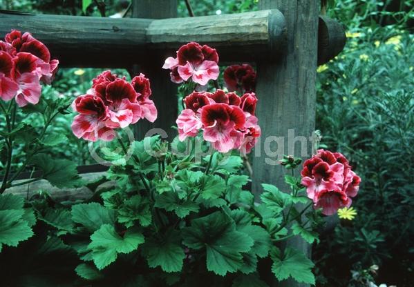 Pink blooms; Evergreen