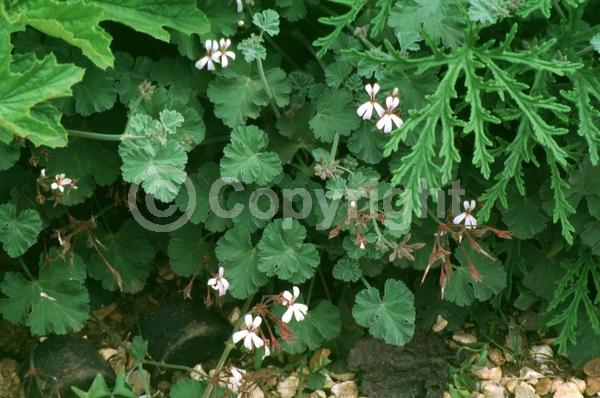 Pink blooms; Evergreen; Needles or needle-like leaf