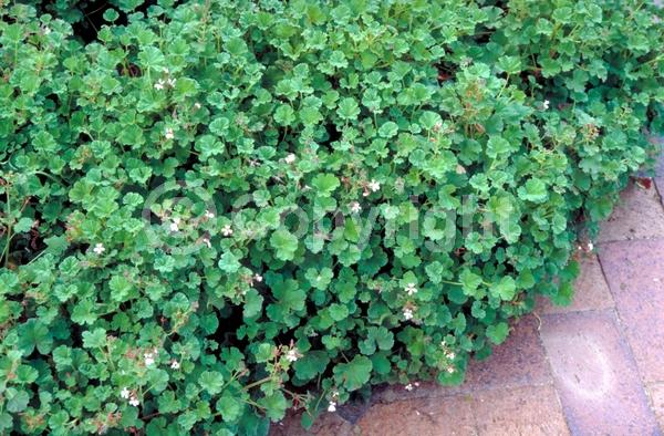 Pink blooms; Evergreen; Needles or needle-like leaf