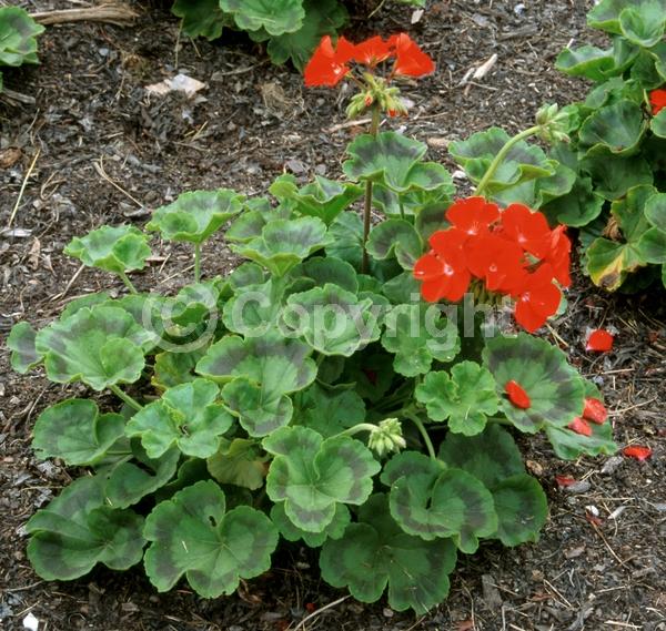 Red blooms; Evergreen; Needles or needle-like leaf