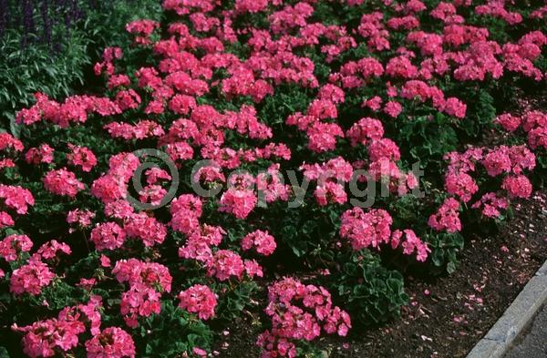 Pink blooms; Evergreen