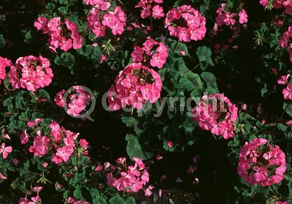 Pink blooms; Evergreen