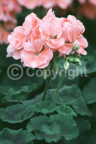 Pink blooms; Evergreen