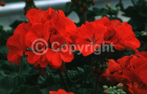 Red blooms; Evergreen