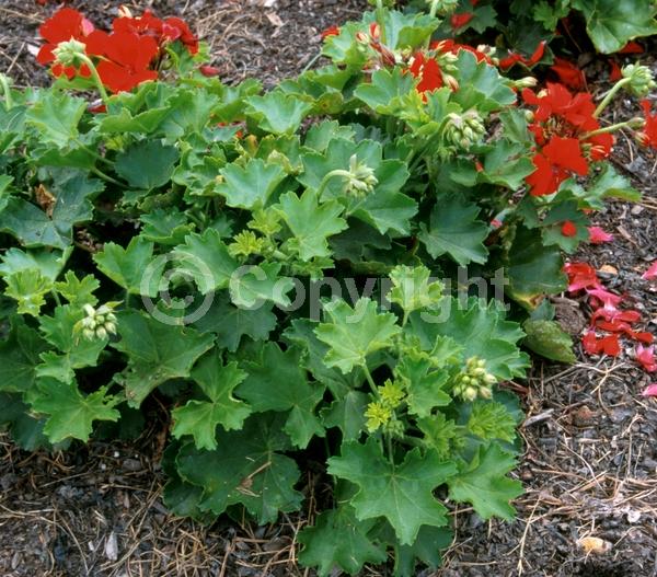 Pink blooms; Evergreen; Needles or needle-like leaf