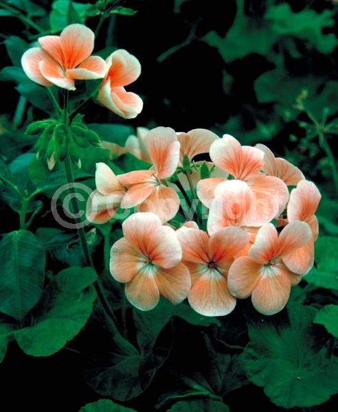 Red blooms; Purple blooms; White blooms; Pink blooms; Salmon blooms; Evergreen; Needles or needle-like leaf