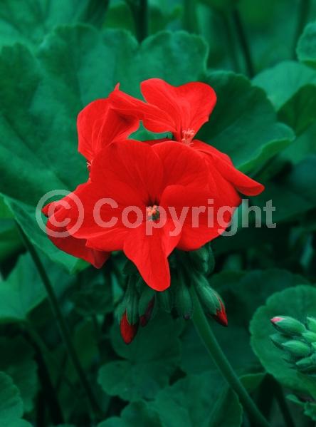 Red blooms; Purple blooms; White blooms; Pink blooms; Salmon blooms; Evergreen; Needles or needle-like leaf