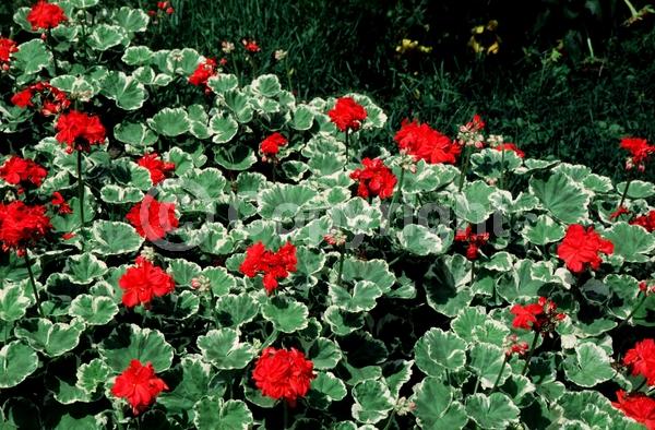 Red blooms; Purple blooms; White blooms; Pink blooms; Salmon blooms; Evergreen; Needles or needle-like leaf