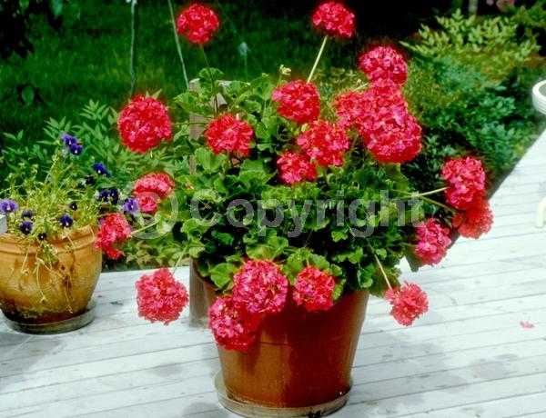 Red blooms; Purple blooms; White blooms; Pink blooms; Salmon blooms; Evergreen; Needles or needle-like leaf