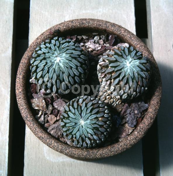 Pink blooms; Evergreen; North American Native