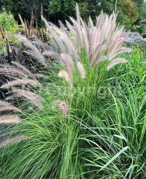 Red blooms; Brown blooms; Semi-evergreen