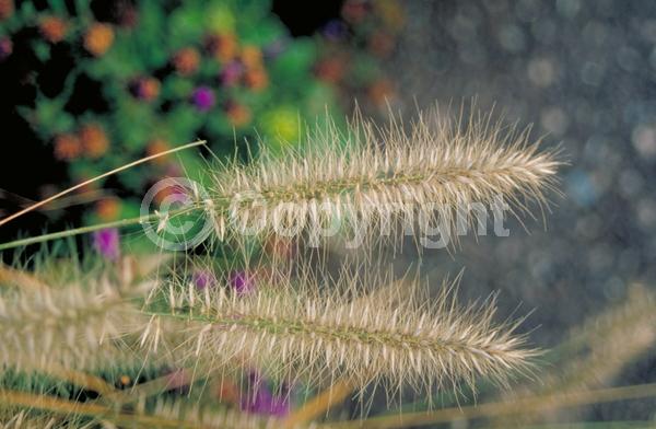Pink blooms; Brown blooms; Semi-evergreen
