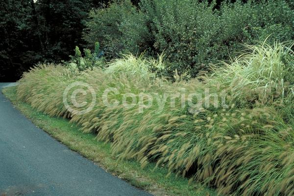 Pink blooms; Brown blooms; Semi-evergreen