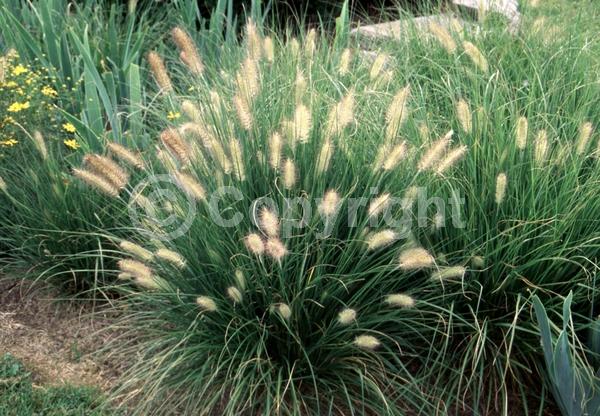Pink blooms; Brown blooms; Semi-evergreen