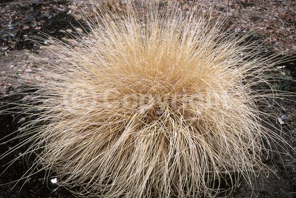 Pink blooms; Brown blooms; Semi-evergreen
