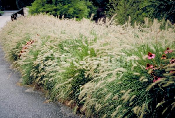 Pink blooms; Brown blooms; Semi-evergreen