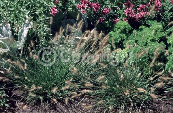 Yellow blooms; Semi-evergreen