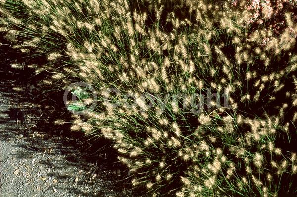 Yellow blooms; Semi-evergreen