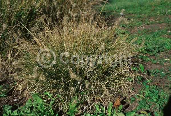 Yellow blooms; Semi-evergreen