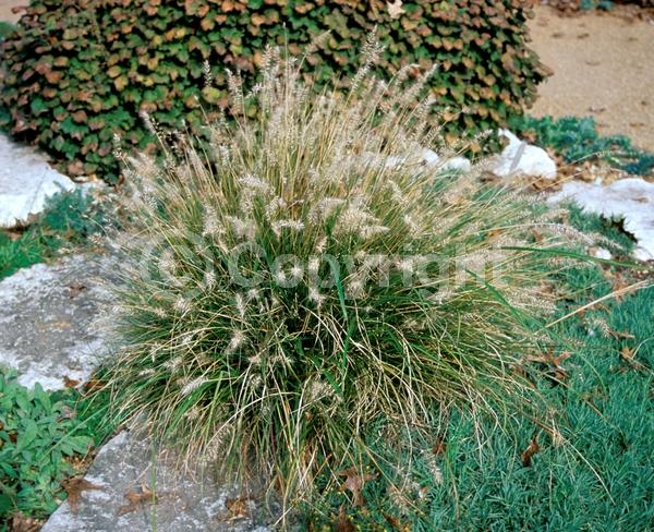 Yellow blooms; Semi-evergreen