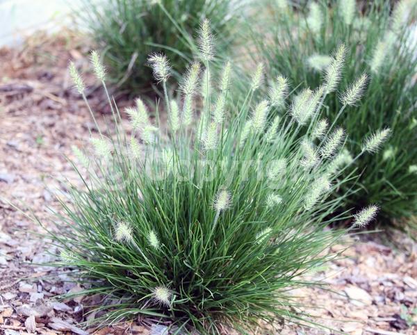 Yellow blooms; Semi-evergreen