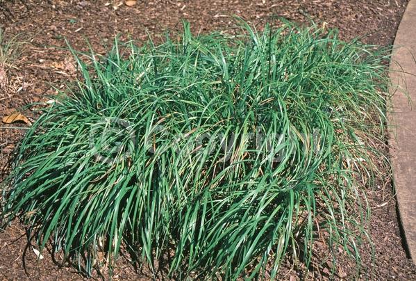 Brown blooms; Black blooms; Evergreen; Semi-evergreen