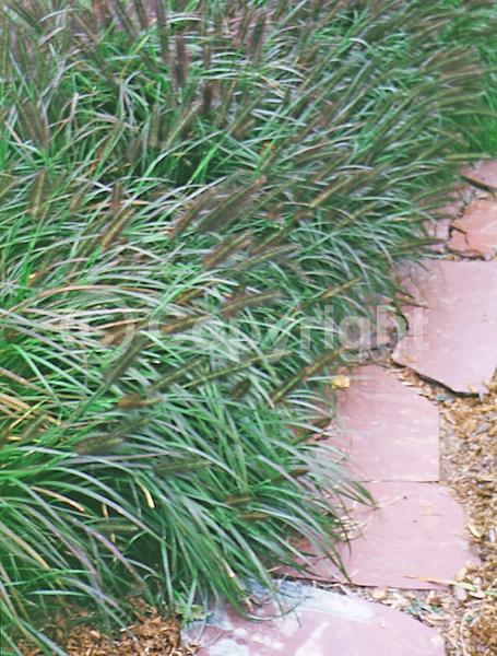 Brown blooms; Black blooms; Evergreen; Semi-evergreen