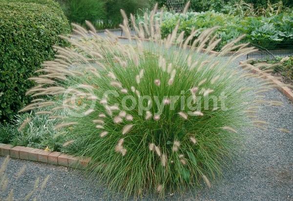 White blooms; Semi-evergreen