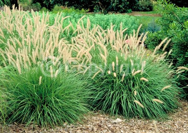 White blooms; Deciduous; Broadleaf
