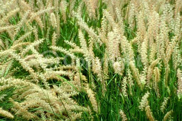White blooms; Deciduous; Broadleaf