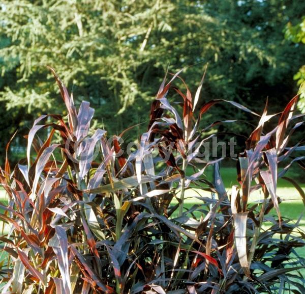 Purple blooms; Semi-evergreen
