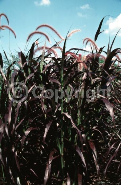 Purple blooms; Semi-evergreen