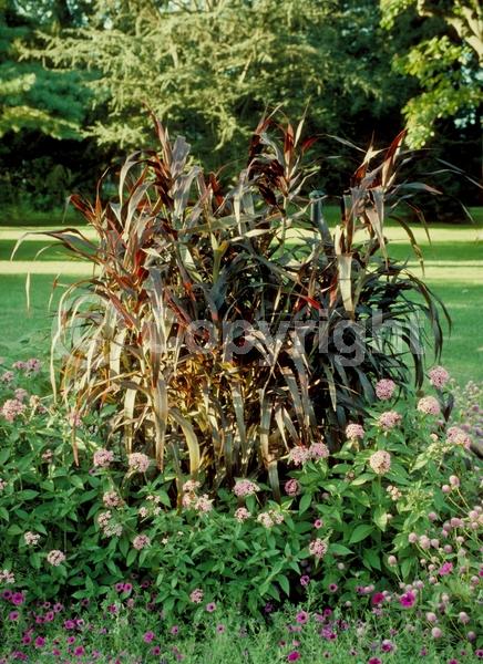 Purple blooms; Semi-evergreen