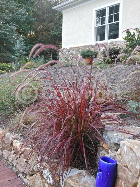 Pink blooms; Semi-evergreen