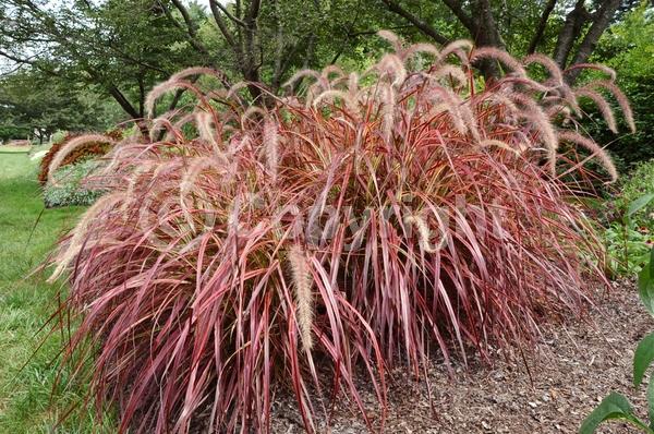 Pink blooms; Semi-evergreen