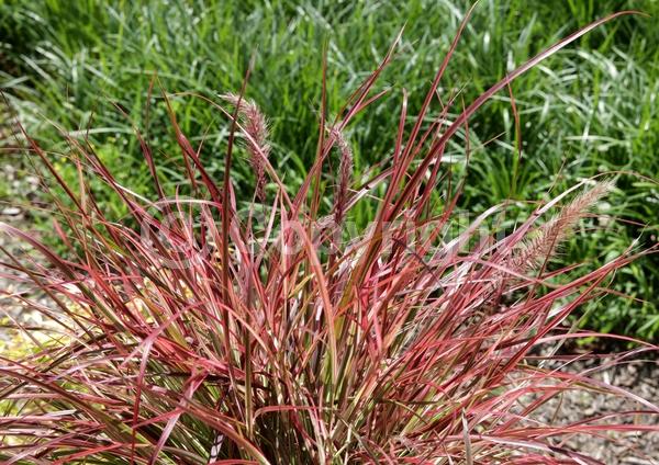 Pink blooms; Semi-evergreen
