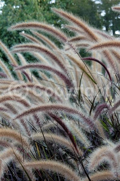 Purple blooms; Semi-evergreen