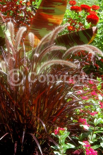 Purple blooms; Semi-evergreen