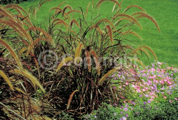 Purple blooms; Semi-evergreen