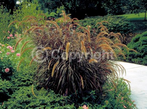 Purple blooms; Semi-evergreen