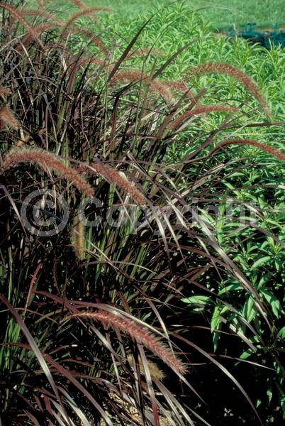 Purple blooms; Semi-evergreen