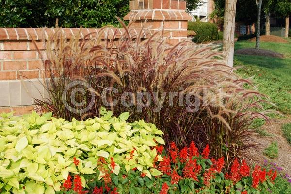 Purple blooms; Semi-evergreen