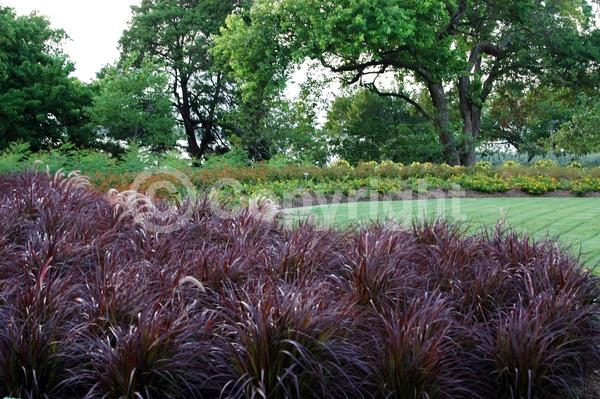 Purple blooms; Semi-evergreen